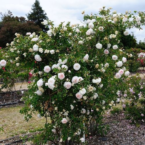 Biały kremowy, z żółtymi pylnikami - Róże pienne - z kwiatami róży angielskiej - korona krzaczasta